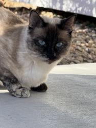 Lost Female Cat last seen Lakeshore, Aurora, CO 80013