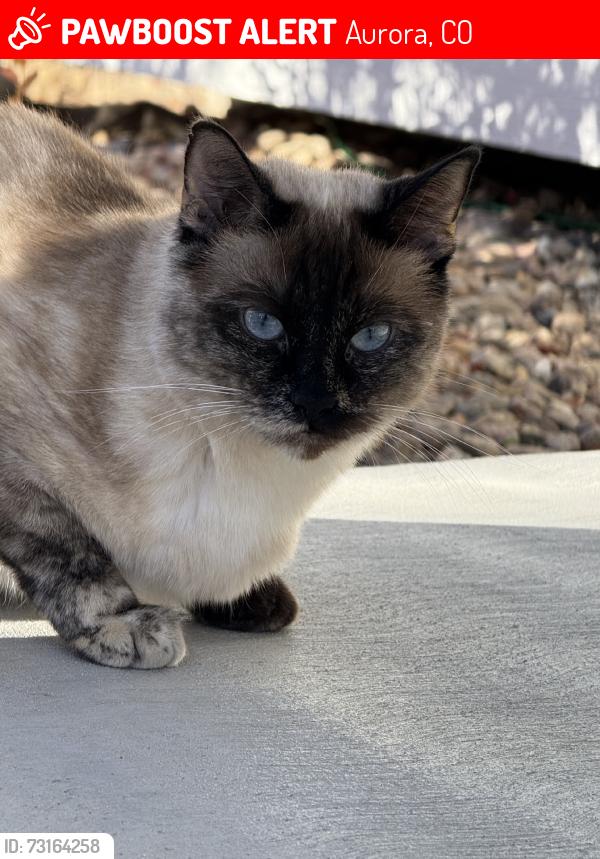 Lost Female Cat last seen Lakeshore, Aurora, CO 80013