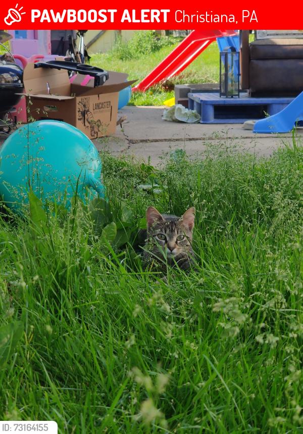 Lost Female Cat last seen dorinda lane Christiana pa, Christiana, PA 17509