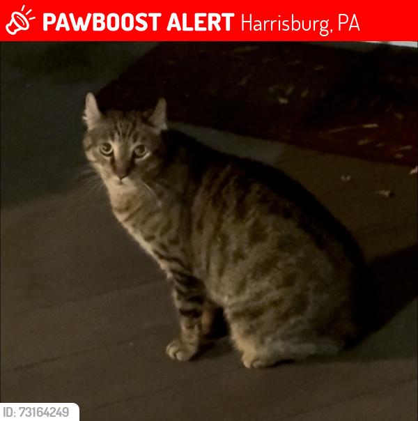Lost Male Cat last seen Near Reserve way, Harrisburg, PA, Harrisburg, PA 17110