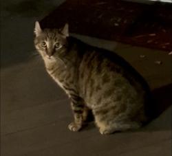 Lost Male Cat last seen Near Reserve way, Harrisburg, PA, Harrisburg, PA 17110