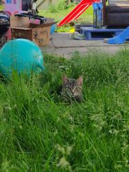 Lost Female Cat last seen dorinda lane Christiana pa, Christiana, PA 17509
