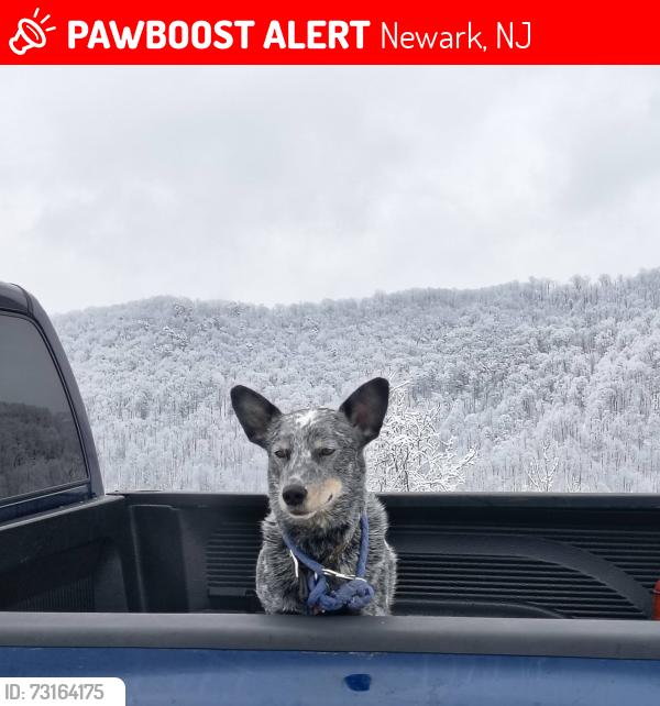 Lost Male Dog last seen My husband got his semi stuck on the train tracks going down the road., Newark, NJ 07114