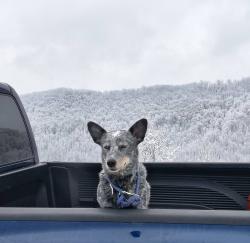 Lost Male Dog last seen My husband got his semi stuck on the train tracks going down the road., Newark, NJ 07114
