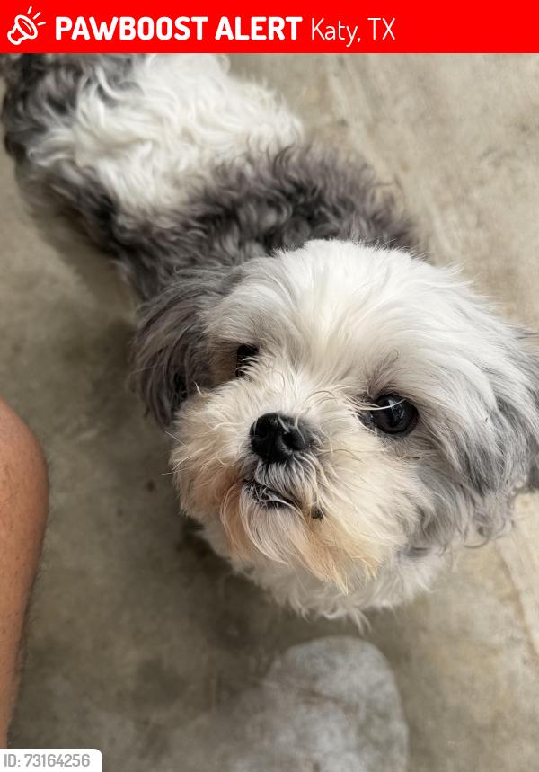 Lost Female Dog last seen Settlers Village, Katy, TX 77449