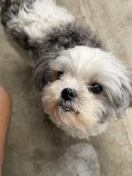 Lost Female Dog last seen Settlers Village, Katy, TX 77449