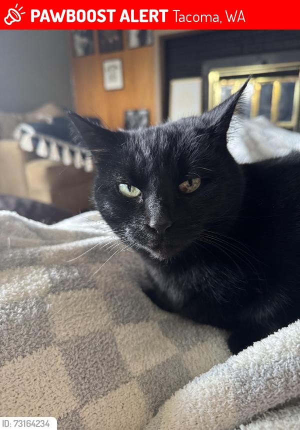 Lost Female Cat last seen Near north mullen, Tacoma, WA 98406