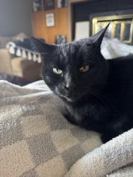 Lost Female Cat last seen Near north mullen, Tacoma, WA 98406