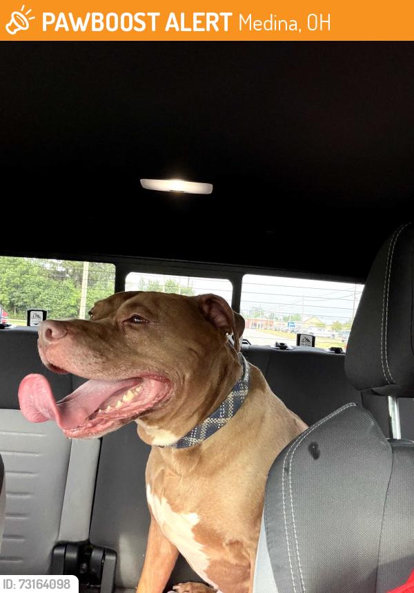 Found/Stray Male Dog last seen Fenn Road, Medina, OH 44256