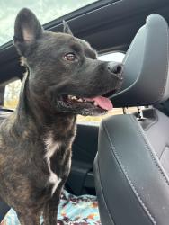 Found/Stray Male Dog last seen Deep creek, Apple Valley, CA 92395