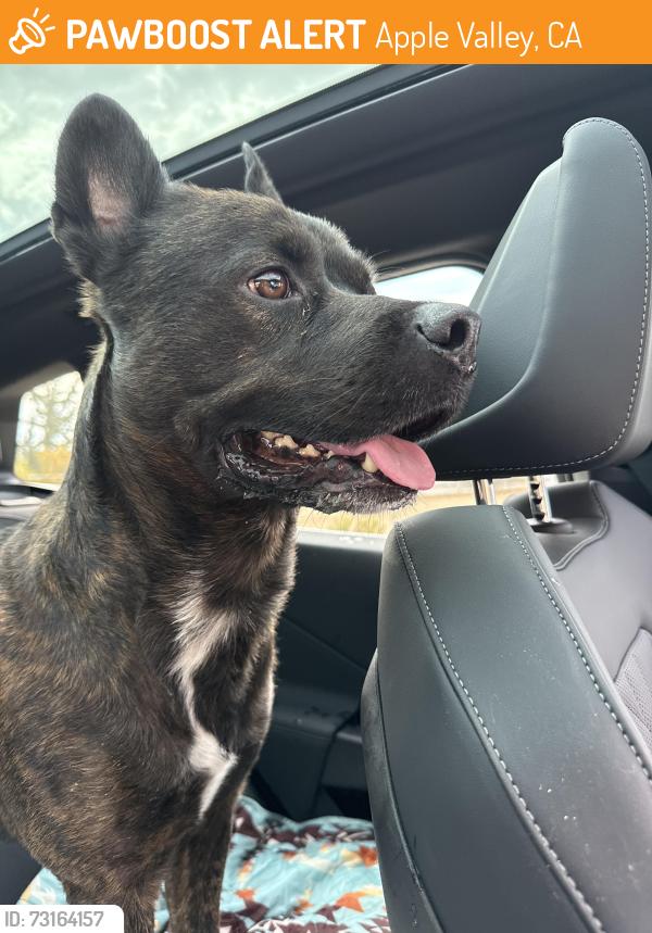 Found/Stray Male Dog last seen Deep creek, Apple Valley, CA 92395