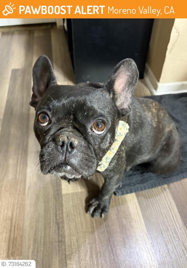 Found/Stray Female Dog last seen Near off Alessandro and old 215, Moreno Valley, CA 92551