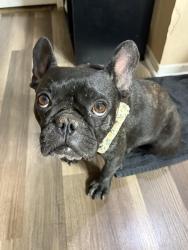 Found/Stray Female Dog last seen Near off Alessandro and old 215, Moreno Valley, CA 92551