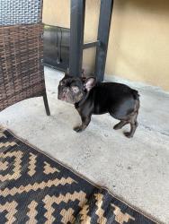 Reunited Male Dog last seen Modesto Ca, Modesto, CA 95355