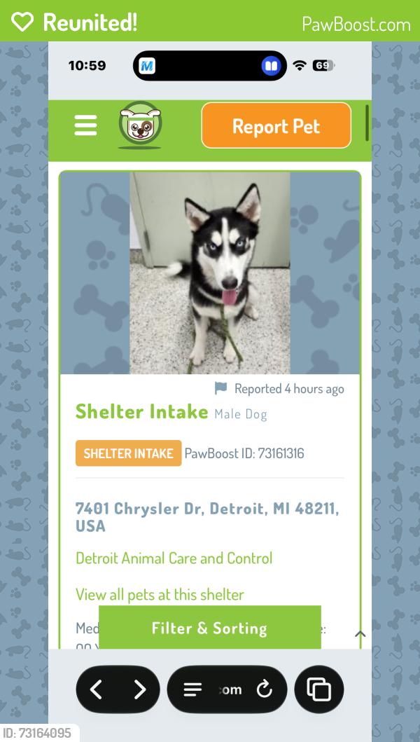 Reunited Male Dog last seen Near, Detroit, MI 48205