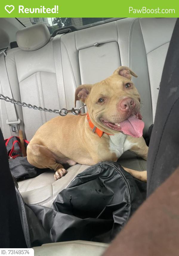 Reunited Male Dog last seen Near and Damen, Chicago, IL 60620