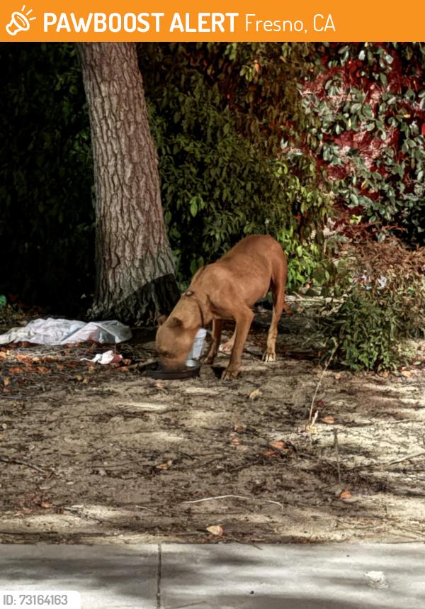 Found/Stray Male Dog last seen Dante Ave & McKinley ave, Fresno, CA 93722