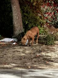Found/Stray Male Dog last seen Dante Ave & McKinley ave, Fresno, CA 93722