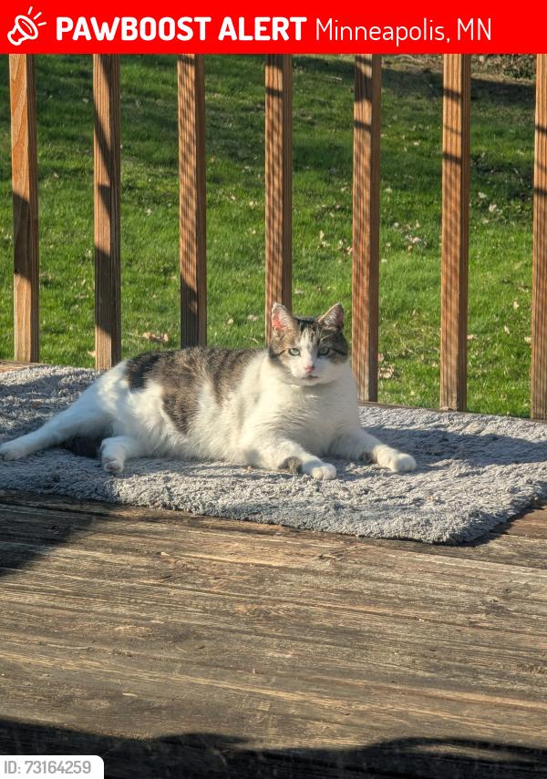 Lost Male Cat last seen Boone/36th Ave, Minneapolis, MN 55427