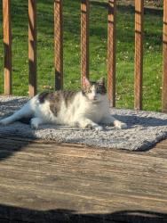 Lost Male Cat last seen Boone/36th Ave, Minneapolis, MN 55427