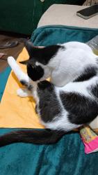 Reunited Male Cat last seen Spring road, West Midlands, England 