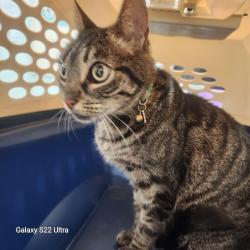 Found/Stray Female Cat last seen San Miguel ave and date street dictionary hill ca 91977, La Presa, CA 91977
