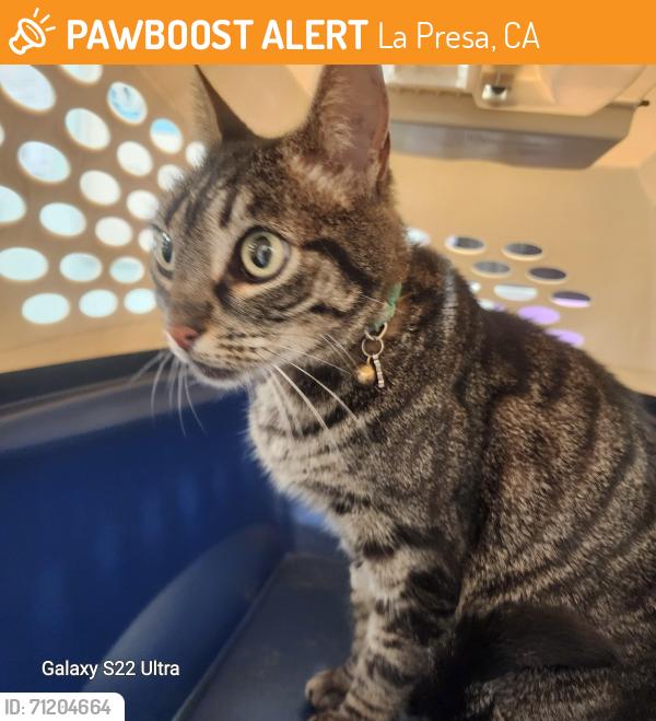 Found/Stray Female Cat last seen San Miguel ave and date street dictionary hill ca 91977, La Presa, CA 91977