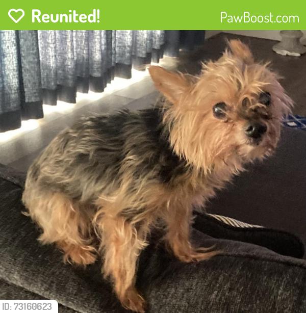 Reunited Female Dog last seen McKean and Patriot drive, Lincoln, CA 95648