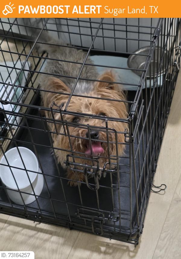 Found/Stray Unknown Dog last seen Colony grant, Sugar Land, TX 77479
