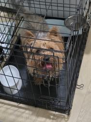 Found/Stray Unknown Dog last seen Colony grant, Sugar Land, TX 77479