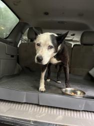 Found/Stray Female Dog last seen Near Cedar Lane, Reidsville, NC 27320