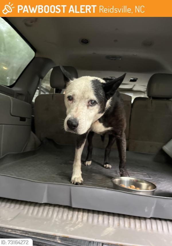 Found/Stray Female Dog last seen Near Cedar Lane, Reidsville, NC 27320