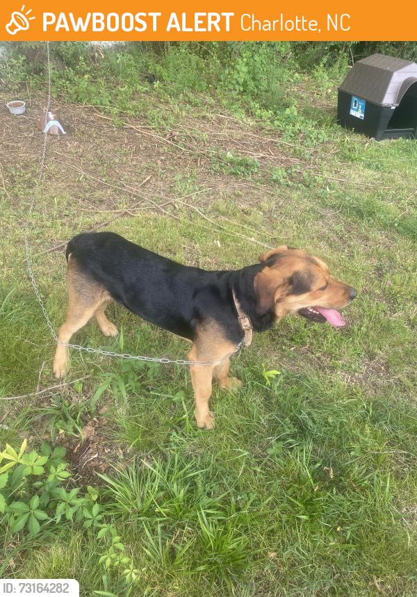Found/Stray Male Dog last seen west charlotte high school, Charlotte, NC 28216