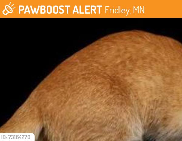 Found/Stray Male Cat last seen Between Mississppi St. NE and 69th Ave., Fridley, MN 55432