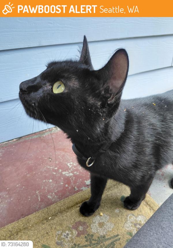 Found/Stray Unknown Cat last seen 100th and 8th, Seattle, WA 98125