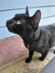 Found/Stray Unknown Cat last seen 100th and 8th, Seattle, WA 98125