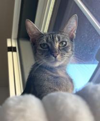 Reunited Female Cat last seen 4th floor of 809 Auzerais Ave apmt complex, San Jose, CA 95126