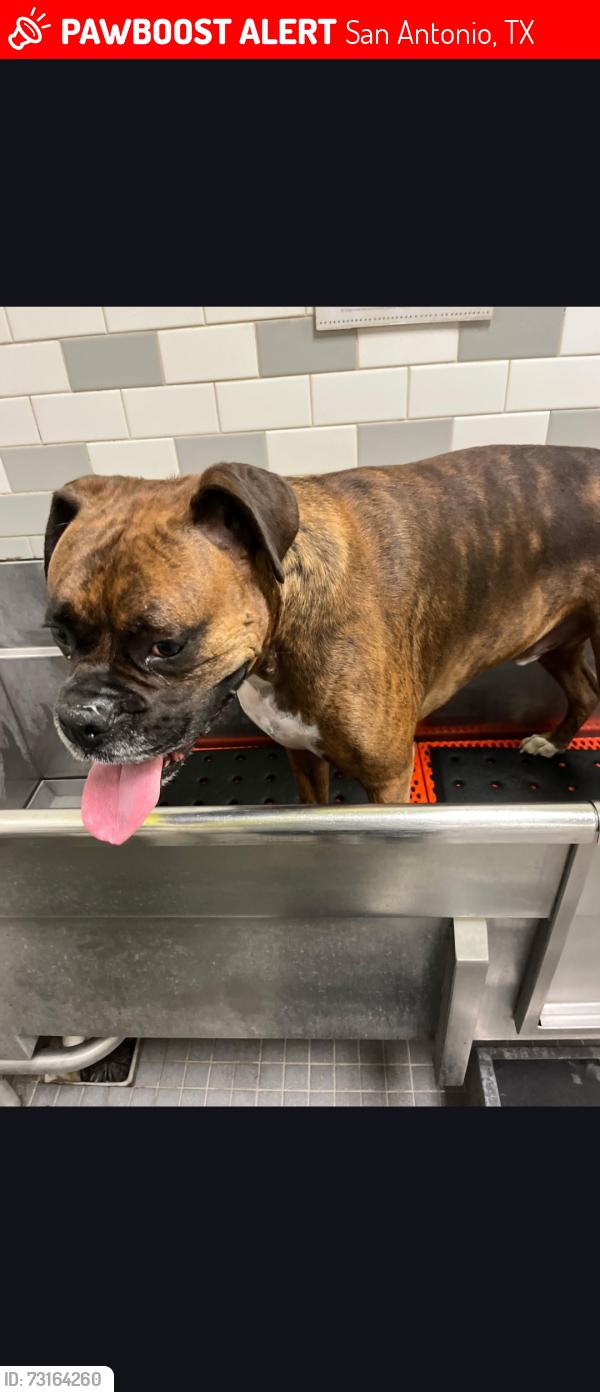 Lost Male Dog last seen Huebner rd, San Antonio, TX 78230