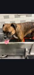 Lost Male Dog last seen Huebner rd, San Antonio, TX 78230