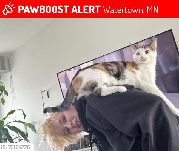 Lost Female Cat last seen Newton Ave, Watertown, MN 55388