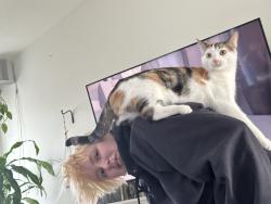 Lost Female Cat last seen Newton Ave, Watertown, MN 55388