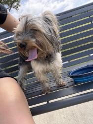 Lost Male Dog last seen Avalon Club Room, Houston, TX 77433