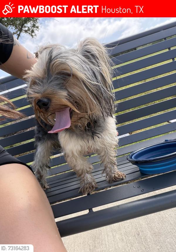 Lost Male Dog last seen Avalon Club Room, Houston, TX 77433
