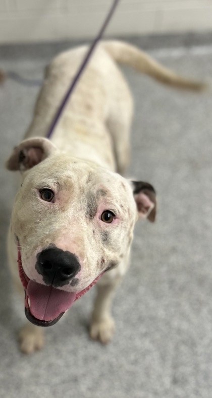 Shelter Stray Male Dog last seen Near Strawberry Plains Pike, Knox County ASO, TN, 3201 Division St, Knoxville, TN 37919, USA