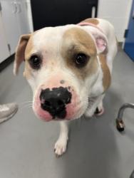 Shelter Stray Female Dog last seen Fred Meyer Parking lot - Greenwood, Seattle, WA, 2061 15th Ave W, Seattle, WA 98119, USA
