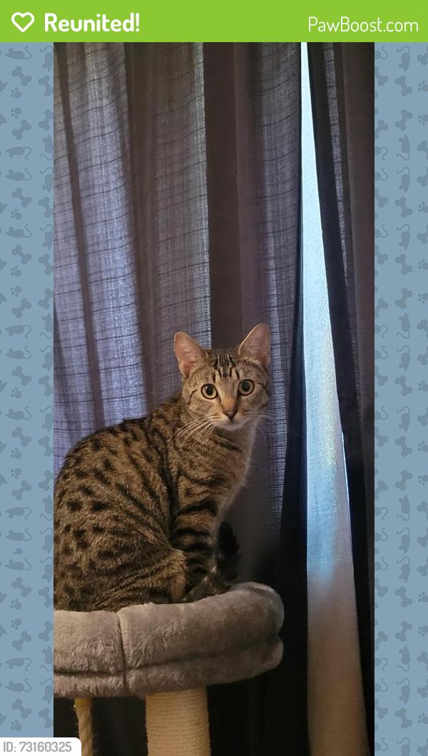 Reunited Female Cat last seen Willowsprings, Encinitas, CA 92024