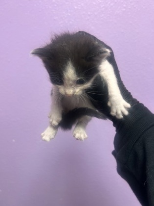 Shelter Stray Male Cat last seen Near humboldt pl, COUNTY of El Paso, TX, 5001 Fred Wilson Ave, El Paso, TX 79906, USA