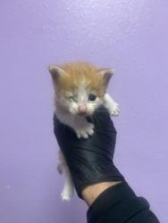 Shelter Stray Male Cat last seen Near humboldt pl, COUNTY of El Paso, TX, 5001 Fred Wilson Ave, El Paso, TX 79906, USA