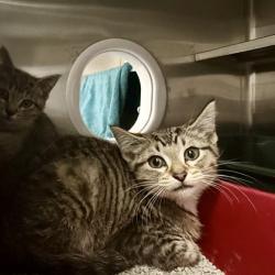 Shelter Stray Female Cat last seen Hartford Drive, Madison 7, City of, WI, 5132 Voges Rd, Madison, WI 53718, USA