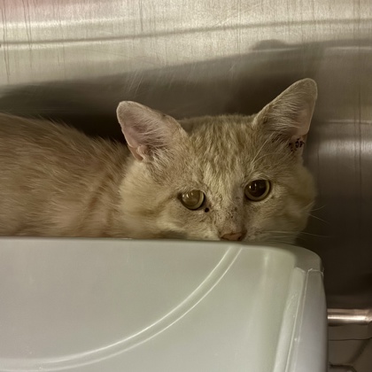 Shelter Stray Male Cat last seen Cherry ST., Edgerton, City of, WI, 5132 Voges Rd, Madison, WI 53718, USA